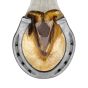Herradura con tacón #24 Corona Mustad